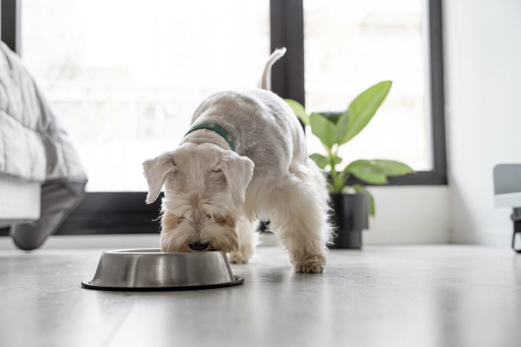 La cocina para mascotas puede ser tan emocionante como nutritiva, con estas recetas creativas.