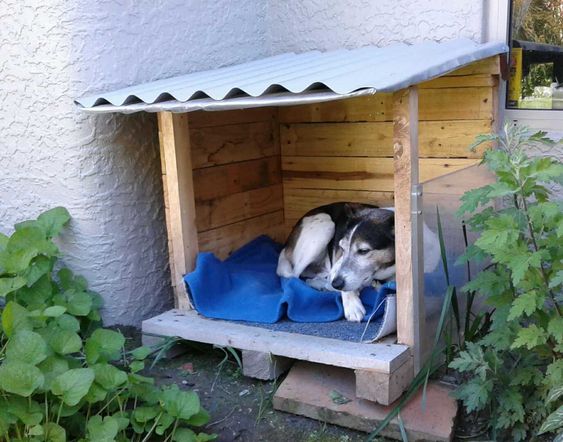 Una mascota disfrutando de su nueva casa ecológica construida con materiales reciclados, una obra de amor y sostenibilidad.